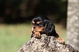 CAVALIER KING CHARLES 590